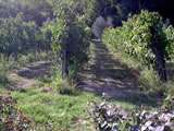 Agriturismo with pool Tuscany